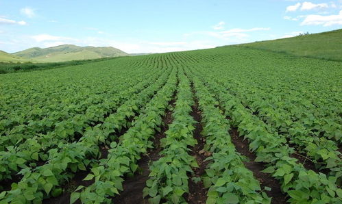 綏農30畜產品購銷貿易的現狀與發展