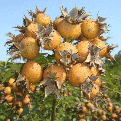 黔山藏珍品 貴州農(nóng)副產(chǎn)品林產(chǎn)業(yè)的價(jià)值與潛力